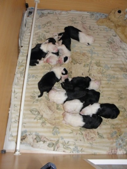 10-days-old