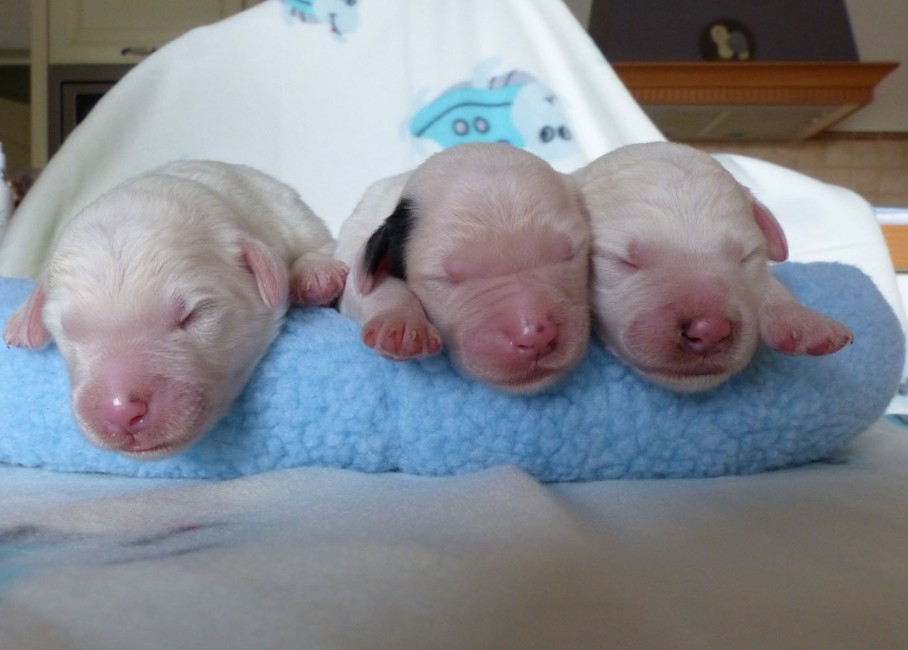 2 days old 3 male puppies