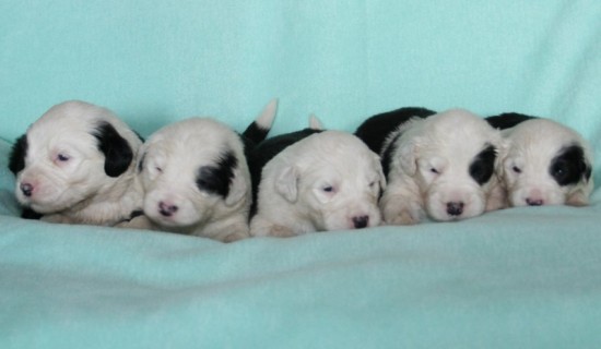 3-Weeks, the 5 male puppies