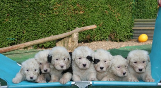 5-weeks-7-male-puppies