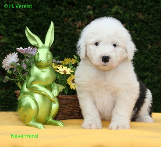 6-weeks-old-Nevermind-girl-still-availabe
