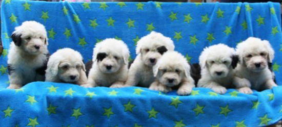 6-weeks-old-the-male-puppies