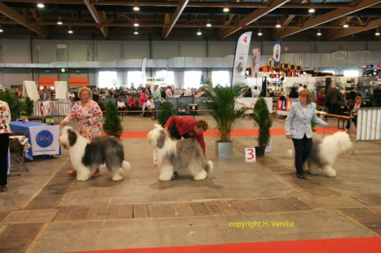 Brussels Champion class male