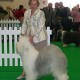 Doro at Peterborough show, CC, BOB and selected in the pastoral group