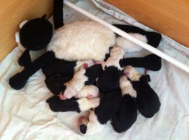 Doro-puppies-first-day