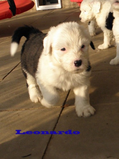 Leonardo-5-weeks-old