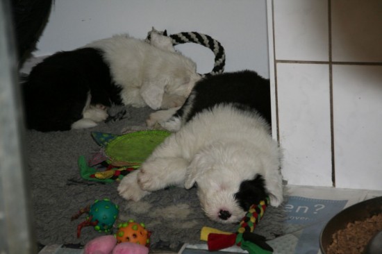 Socke-pups-6-weeks-sleeping-1