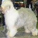 Just Because aus dem Elbe-Urstromtal 14 months old at the spring Luxemburg show