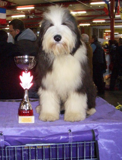 Firstprizebears John FK (owned by the Fleetwood-family from Irland got Best puppy in breed