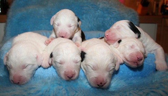 Litters: Pups Enco and Bandita are 1 week old - The boys