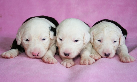 Litters: Pups Enco and Bandita are 2 weeks old - The girls