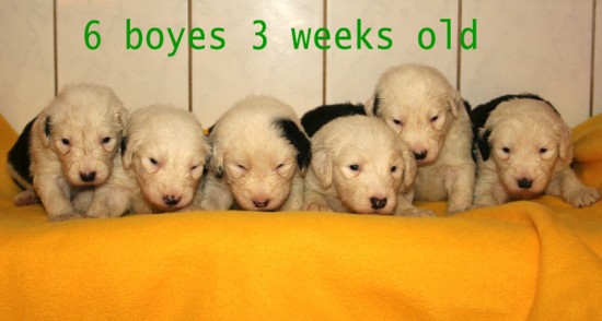 Litters: Pups Enco and Bandita are 3 week old - The boys