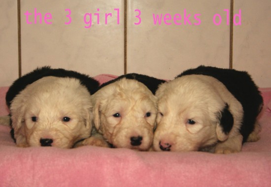 Litters: Pups Enco and Bandita are 3 weeks old - The girls