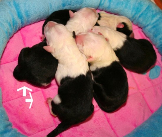 Litters: Enco & Holly puppies born