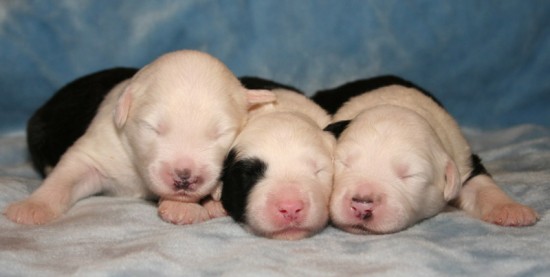 Litters: Pups Enco and Holly are 1 week old – The boys