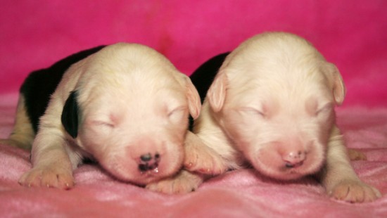 Litters: Pups Enco and Holly are 1 week old – The girls