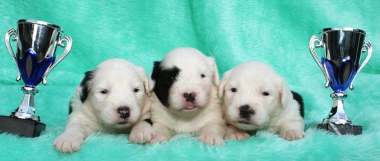 Litters: Pups Enco and Holly are 2 weeks old – The boys