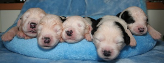 Litters: Pups Peewee and Gwen are 1 week old – The boys