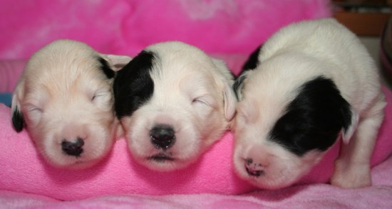 Litters: Pups Peewee and Gwen are 1 week old – The girls