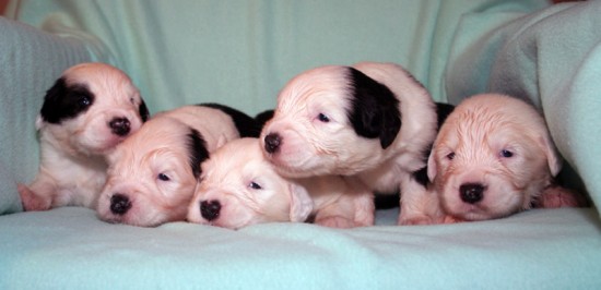 Litters: Pups Peewee and Gwen are 2 weeks old – The boys