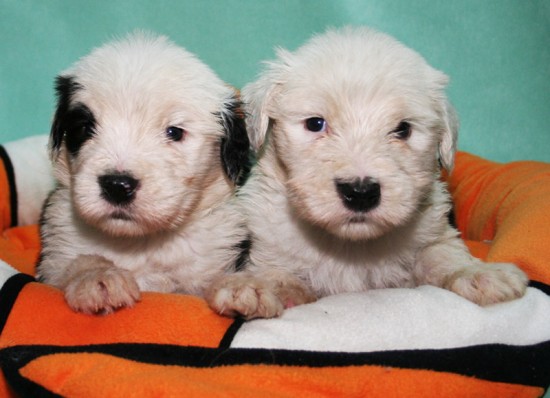 Litters: Pups Peewee and Gwen are 4 weeks old – The boys