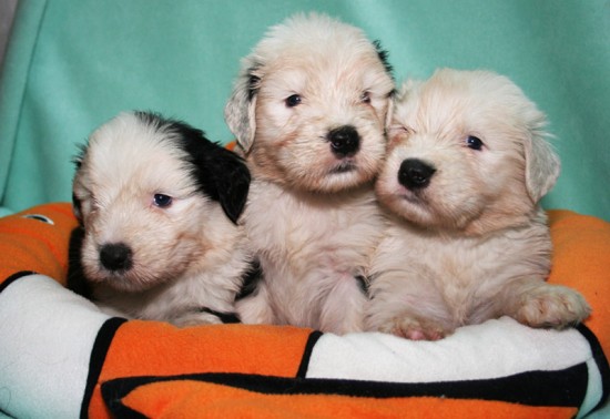 Litters: Pups Peewee and Gwen are 4 weeks old – The boys