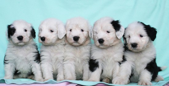Litters: Pups of Peewee and Gwen are 6 weeks old - boys
