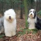 Not For Sale aus dem Elbe-Urstromtal Top Dog all breeds 1999 and Runnerup Firstprizebears Niagara Falls