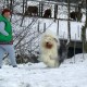 Z'Bushybear aus dem Elbe-Urstromtal enjoy her first snow december 2002