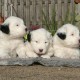 3-pups-4-weeks-old