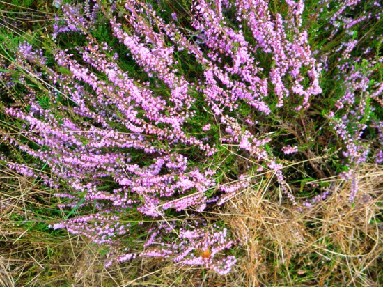 Heather-in-Epe-Netherlands