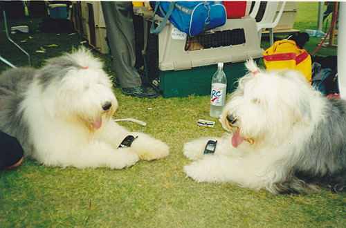 FCI European Dog Show, Israel 2001