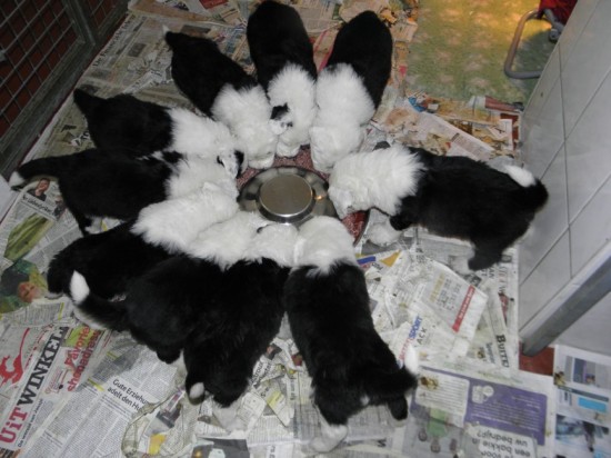 Socke-pups-4,5-weeks-first-mincemeat-eating