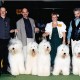 1999/LUX - Peter Spies with X'Mc Laren, Thomas Richter with Uno di Uno, Conny with Now Available, Johny Kieffer with Vainqueur and Xolidgold