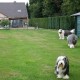 Impression: The back yard filled with dogs