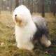 Not For Sale aus dem Elbe-Urstromtal Top Dog all breeds 1999